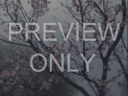Muted Cherry Blossoms Simple