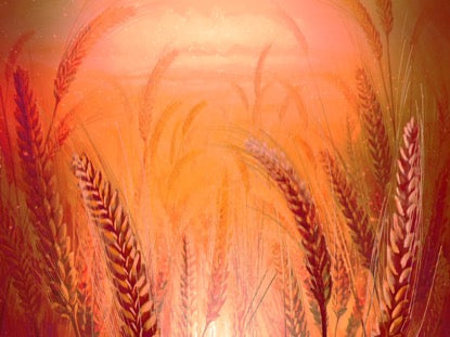 Harvest Sowing 4 Motion