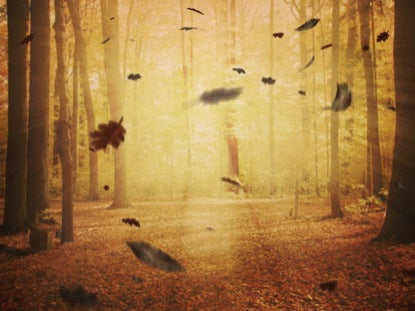 Falling Leaves