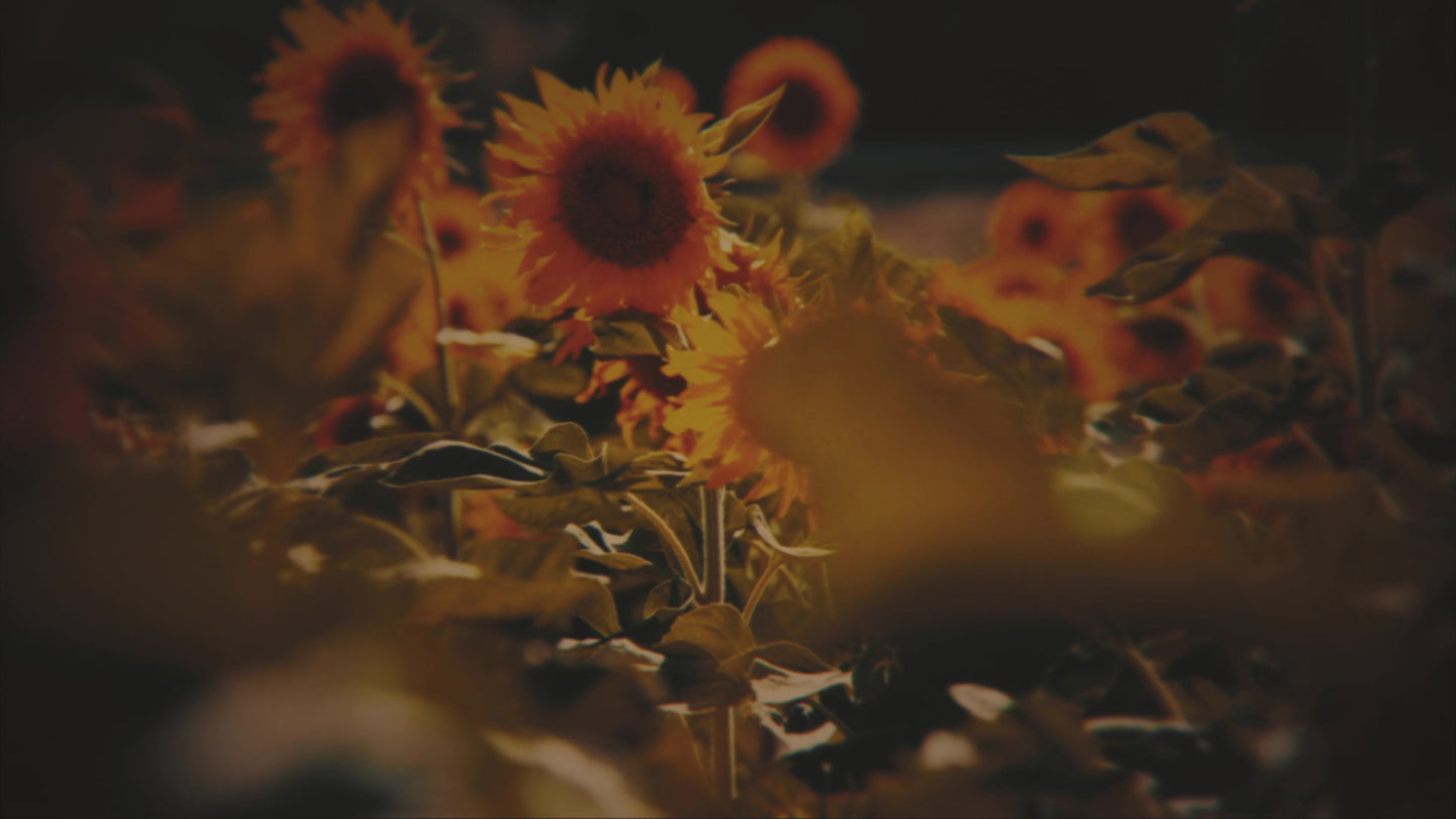 Vintage Sunflowers Stalks Still