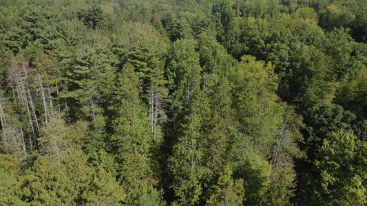 The Forest 11 Still