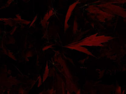 Leaves Red Loop
