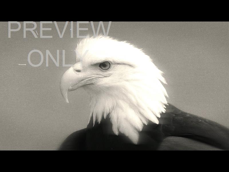 Bible Animals 2 Eagle Bw Still