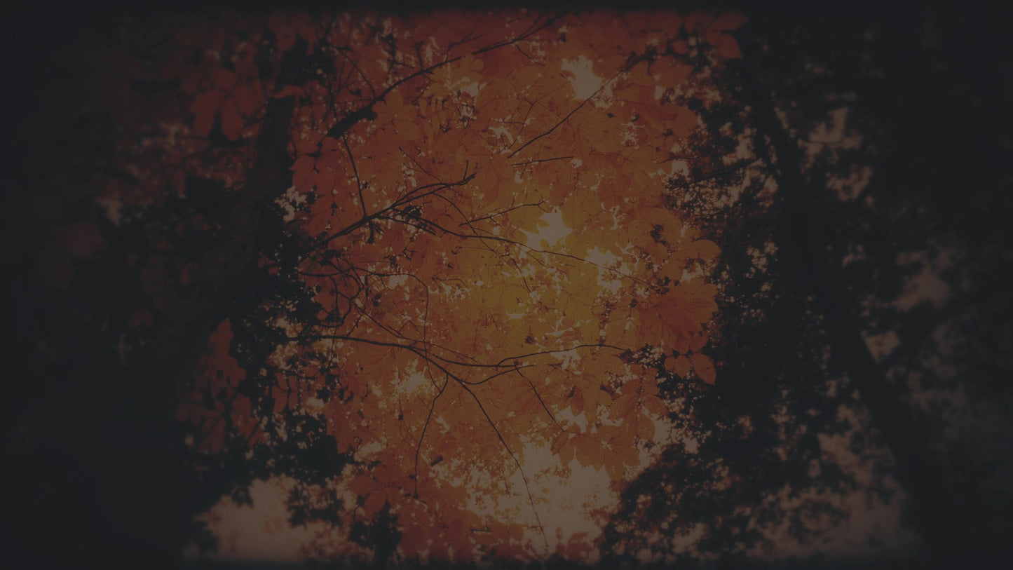 Autumn Fire Embers Subdued Still