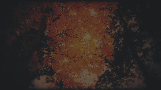 Autumn Fire Embers Subdued