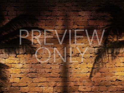 Cross Palm Tree Shadows