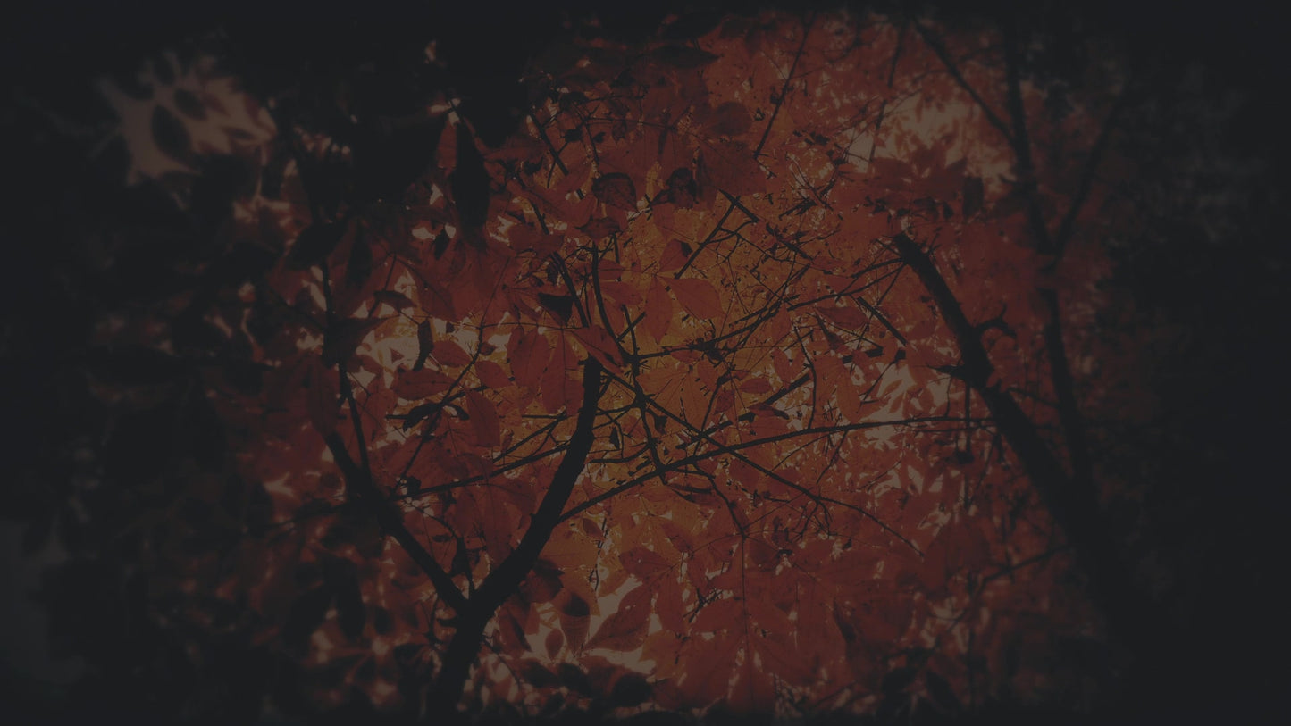 Autumn Fire Ablazed Subdued