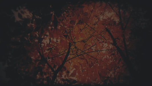 Autumn Fire Ablaze Subdued Still