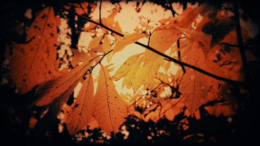 Autumn Fire Sparks Still