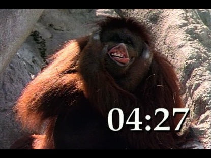 Wildlife Countdown