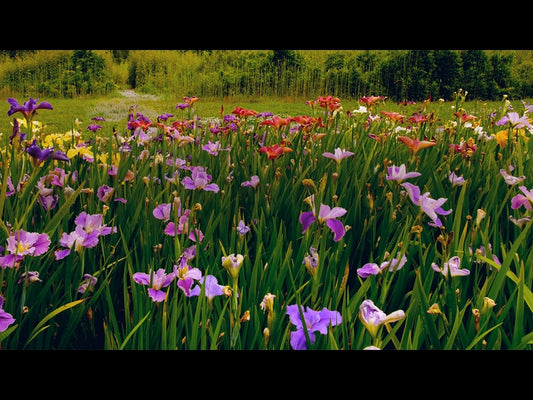 Mothers Day Garden 9