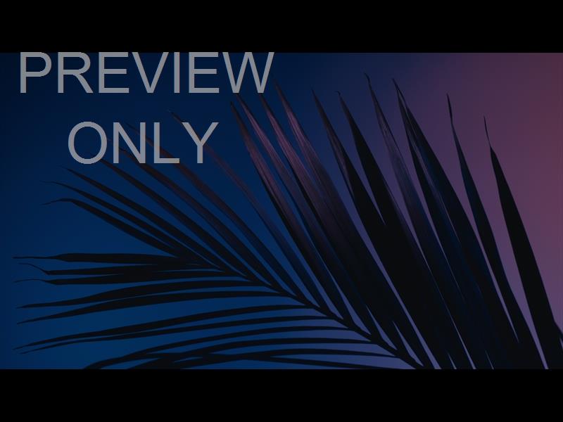 Cinematic Palms Still 2