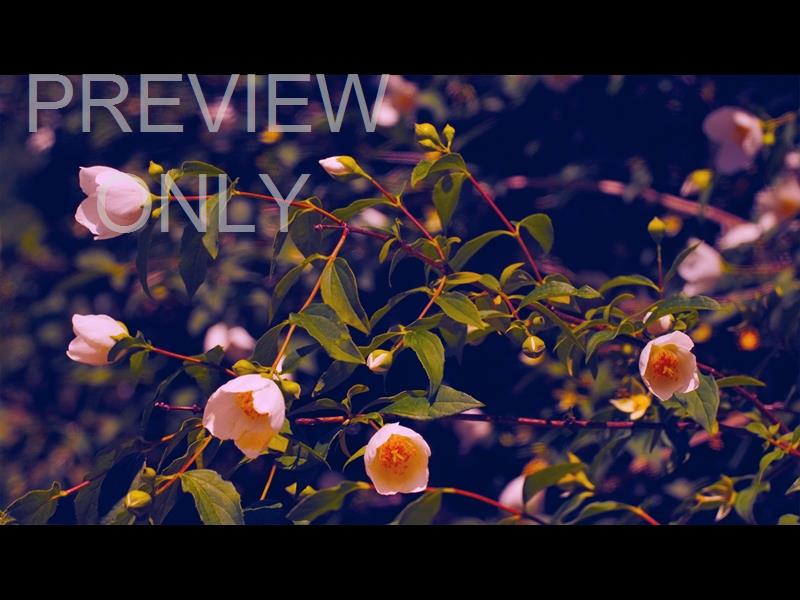 Mothers Day Garden 3 Still