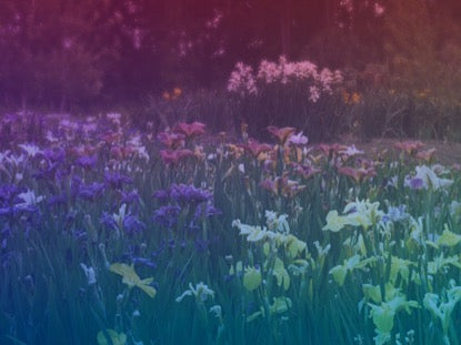 Wildflower 7