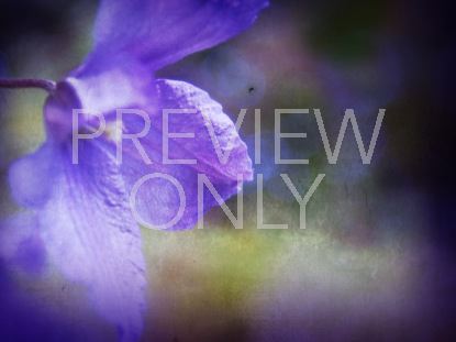 Floral Still 5