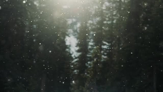 Snow Shimmer: 04