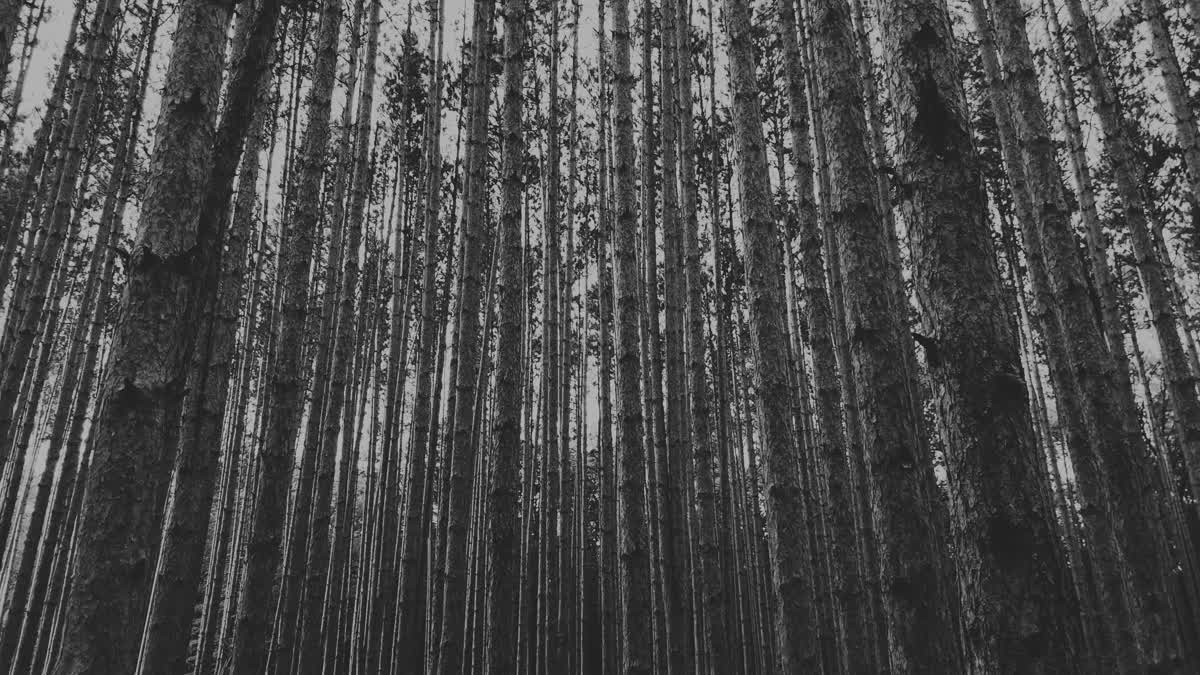 The Forest 4 Bw Still