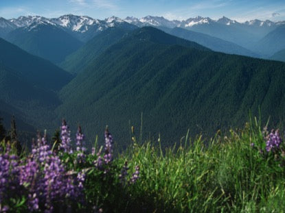 Mountain Pines Purple Flowers
