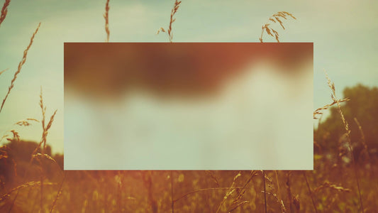 Summer Bright Wheat Alt