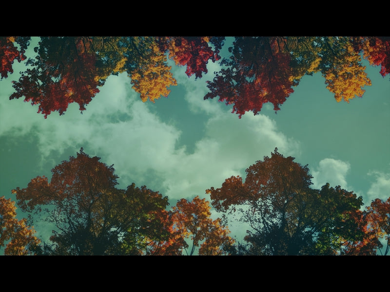 Fall Trees 2