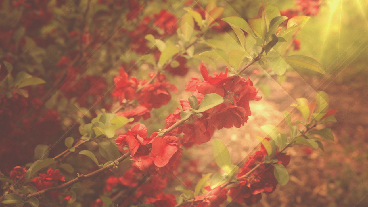 Fresh Flowers Long Play