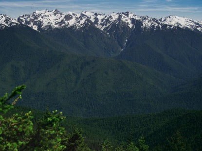 Mountain Pines Majestic Peaks