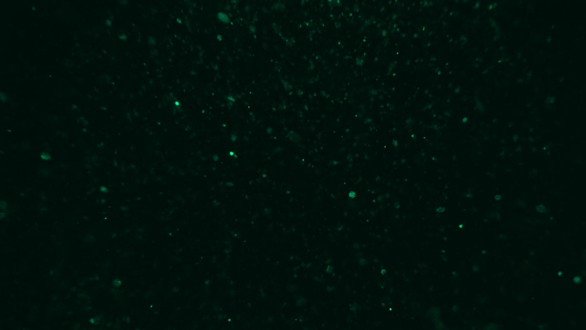 Christmas Glitter 12