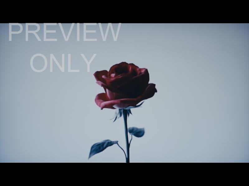 Easter Figures Red Rose Still