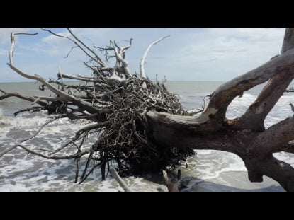 Driftwood Beach Close