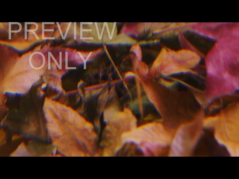 Autumn Leaves 3 Still
