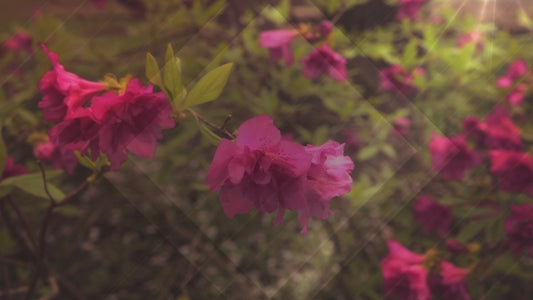 Fresh Flowers Pink