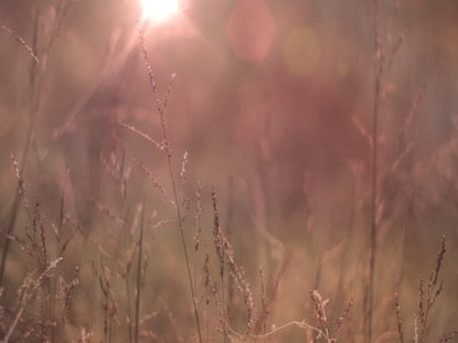 Fall Field 8