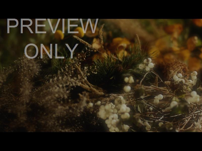 Flora Fall Still 04