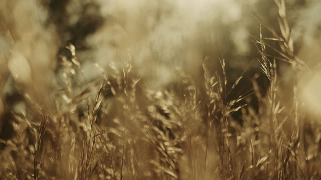 Autumn Meadow Motion Background 04