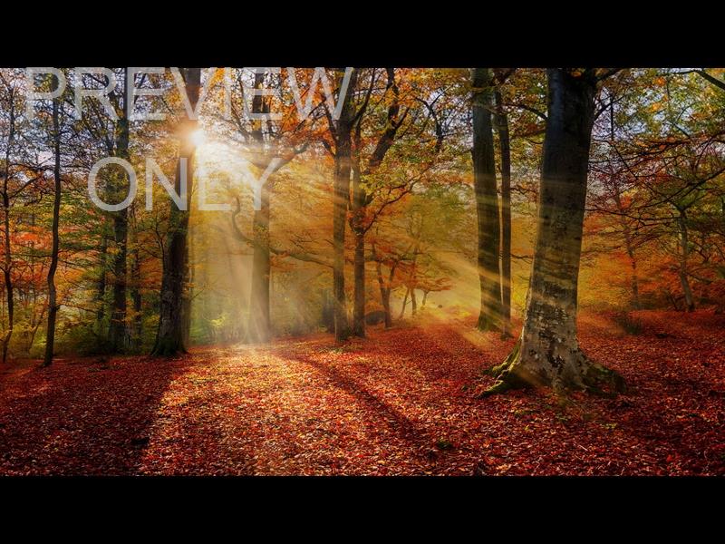 Autumn Light 11 Still