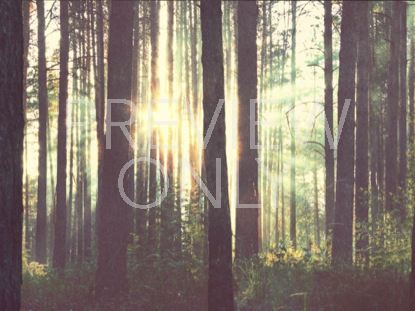 Forest Still