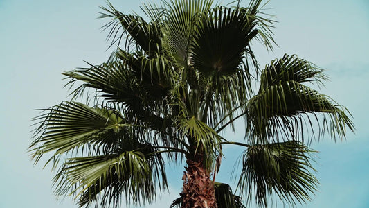 Spring Nature Still 06