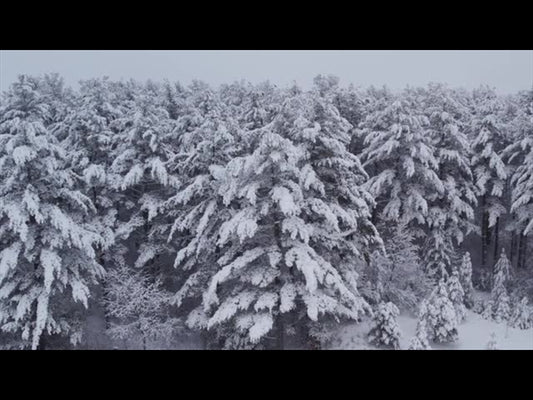 Winter Woods Drift