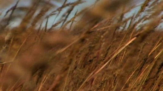Harvest Wheat