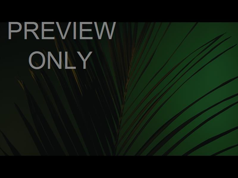 Cinematic Palms Still 11