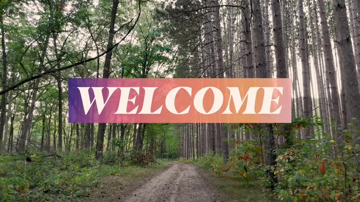 The Forest Welcome Still