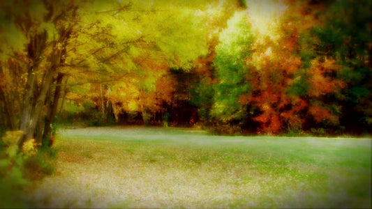 Fall Color Trees