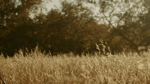 Autumn Meadow Motion Background 20
