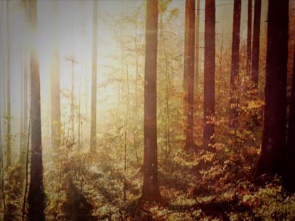 Light Through The Forest