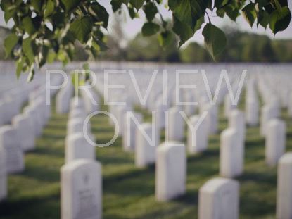 Military CemeteryLeaves Wind
