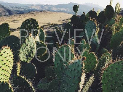Cacti