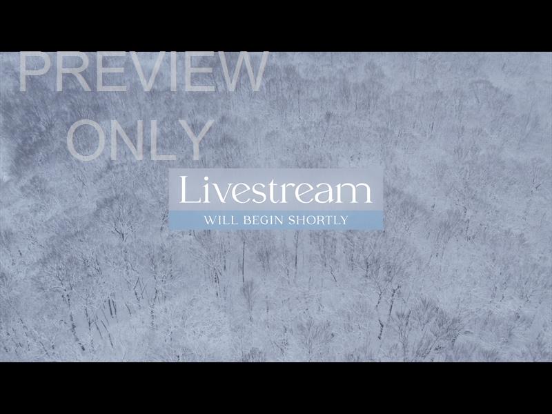 Winter Woods Livestream Still