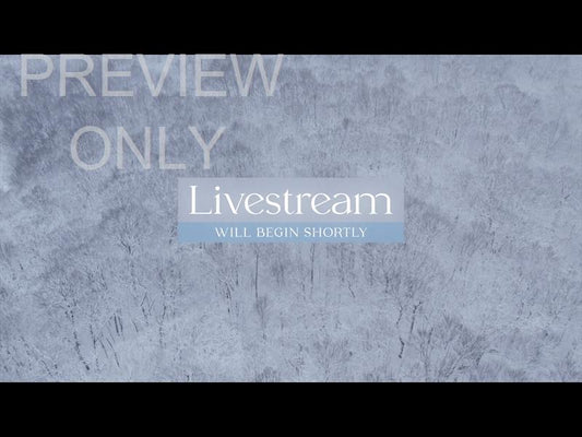 Winter Woods Livestream Still