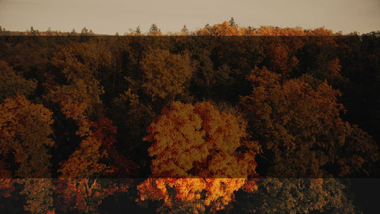 Autumn Foliage 10 Alt