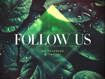 Spring Dew Follow Us